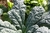 Sementes de Couve Negra Toscana ORGÂNICA (Cavolo Nero)