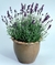 Sementes de Lavanda (Alfazema)