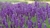 Sementes de Lavanda (Alfazema)