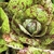 Sementes de Alface Rajada Freckles