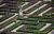 Sementes de Couve Ornamental