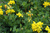 Sementes de Pé de Trevo (Lotus corniculatus)