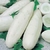 Sementes de Pepino Branco