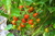 Sementes de Tomate Cereja Samambaia