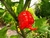 Sementes de Carolina Reaper 50 Sementes