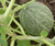 Sementes de Melão Planters Jumbo