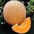 Sementes de Melão Planters Jumbo