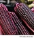Sementes de Milho Roxo