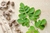 Sementes De Moringa Oleifera - Moringa Oleifera 20 Sementes - comprar online