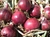 Sementes De Cebola Ruby Red - loja online
