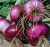50 Sementes De Cebola Ruby Red na internet