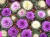 Sementes de Couve Ornamental
