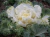 Sementes de Couve Ornamental