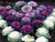 Sementes de Couve Ornamental