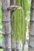 Sementes dePalmeira Caryota Mitis - Caryota mitis Lour