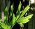 Sementes dePalmeira Caryota Mitis - Caryota mitis Lour