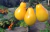 Sementes de Tomate Yellow Plum