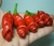 Sementes de Pimenta Peter Pepper