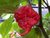 Sementes de Carolina Reaper 50 Sementes
