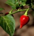 Sementes de Pimenta Biquinho