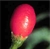  Sementes de Pimenta Cumari-Verdadeira