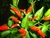 Sementes de Pimenta Malaguetinha