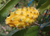 Sementes de Pitaya Amarela