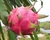Sementes de Pitaya