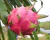 Sementes de Pitaya