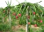 Sementes de Pitaya