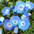 Sementes de Baby Blue Eyes