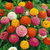 Sementes de Zinnia Lilliput Sortido