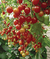 Sementes de Tomate Cereja Samambaia