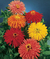 Sementes de Zinnia Cacto Sortido