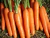 Sementes de Cenoura Nantes