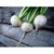 Sementes de Rabanete Branco