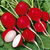 Sementes de Rabanete Vermelho