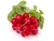 Sementes de Rabanete Cherry Belle Orgânica