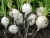 Sementes de Rabanete Branco
