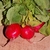 Sementes de Rabanete Cherry Belle Orgânica