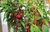Sementes de Carolina Reaper 50 Sementes