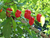Sementes de Pimenta Red Habanero