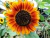 Sementes de Girassol Sol Noturno