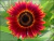Sementes de Girassol Sol Vermelho