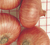Sementes De Cebola Creole - loja online