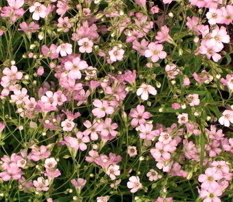 Sementes de Mosquitinho Sortido