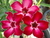 Sementes de Rosa do Deserto (Adenium)