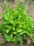 Sementes de Alface Royal Oakleaf Orgânica