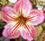 Sementes de Rosa do Deserto (Adenium)