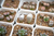 Sementes de De Lithops - Planta Pedra Viva